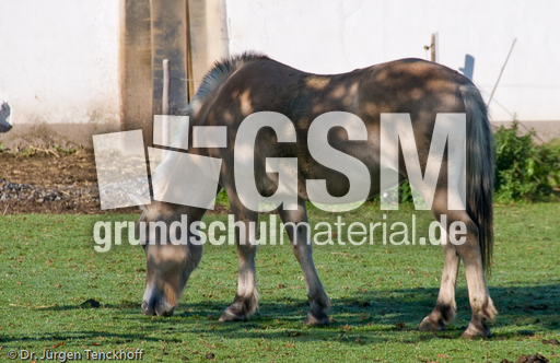 Arbeitspferde (2 von 5).jpg